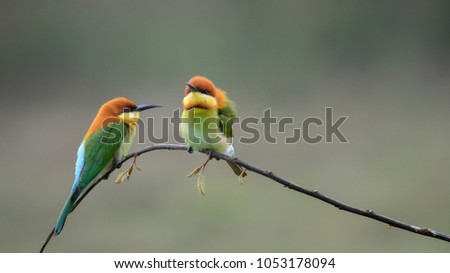 Two Chestnut-headed Bee-eater on the wood stick shaking feather , aves, bird, colourful, beautiful bird Royalty-Free Stock Photo #1053178094