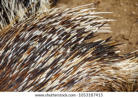 Top view background of many porcupine spines end