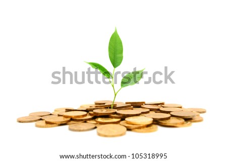 Plant and gold coins. On a white background.