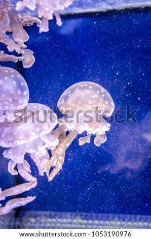 Young Spotted Jellyfish