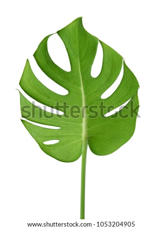 Tropical jungle Monstera leaves isolated, Swiss Cheese Plant, is