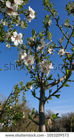 flower on almond tree