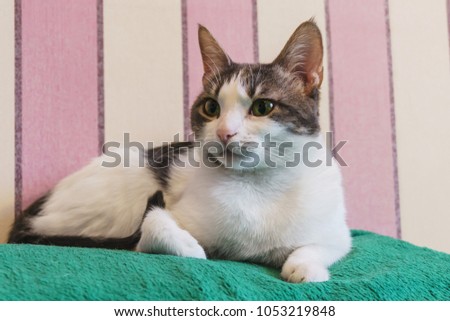 A beautiful cat of white color and black spots with a beautiful pink nose and green eyes resting at home on the couch
