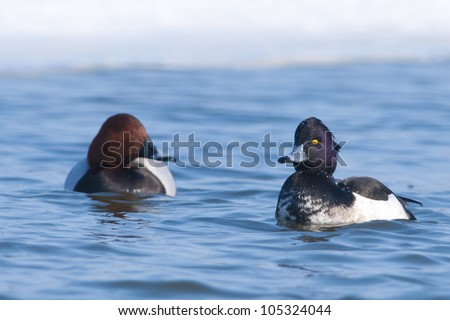 Tufted Duck male on water
