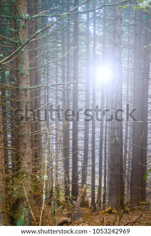 forest and sun
