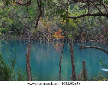 Emerald pond surrounded with beautiful Saraca dives flower in Laos.