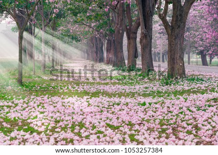 Pink flower tree in the garden have sunlight ray on the morning.