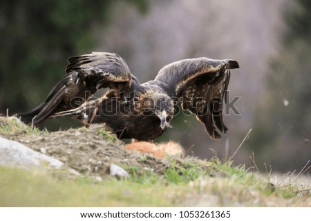 Portrait of Golden Eagle with hunted fox in natural environtment, Aquila chrysaetos.