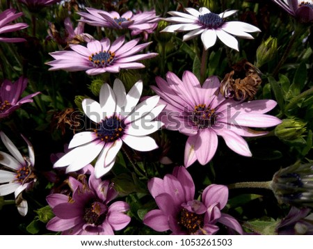 Their gerbera daisys (african daisy) are in purple-white colors, in a garden.