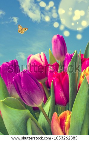 Bouquet of multicolored tulips on background the blue sky. Selective focus.