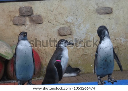Three aquarium penguins