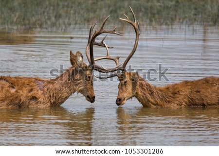 Two  barasingha deer bucks fighting in the water in Kanha National Park in India Royalty-Free Stock Photo #1053301286