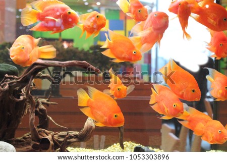 bright fish behind the glass in the aquarium