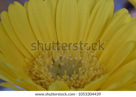 Closeup of a wonderful yellow margerite in a garden in Germany
