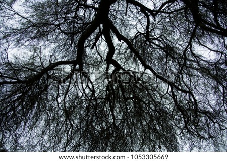 Silhouette of tree branches, Abstract background.