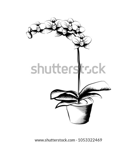 Hand drawn orchid in a clay pot. Black and white sketch. Element of home decor. The symbol of growth and ecology. Vector illustration. Eps 10