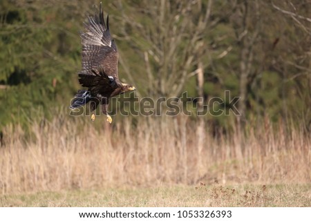 Bird of prey flying over the grass, green forest in the background. Steppe Eagle, Aquila nipalensis