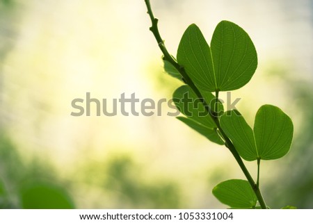 Nature of green leaf in garden at summer. Natural green leaves plants using as spring background cover page environment ecology or greenery wallpaper