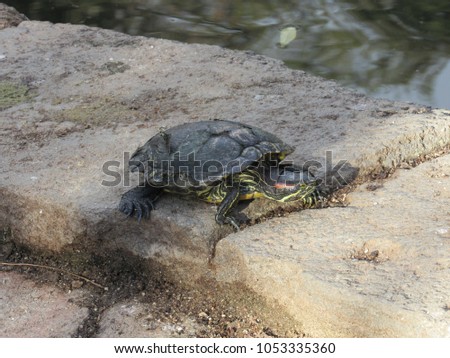 Turtle sunbathing near a pond, seen near Barcelona, Spain 