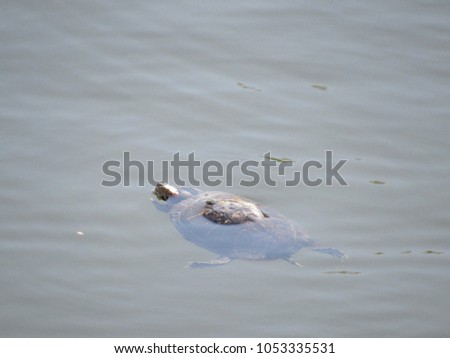 Turtle swimming in a pond, seen near Barcelona, Spain 