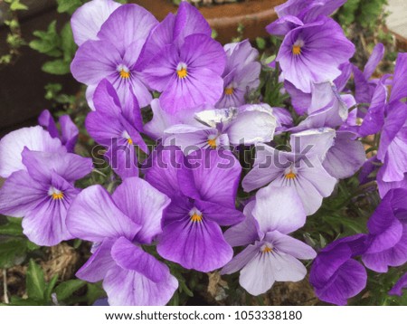 Beautiful Early Spring Purple, Violet Flowers