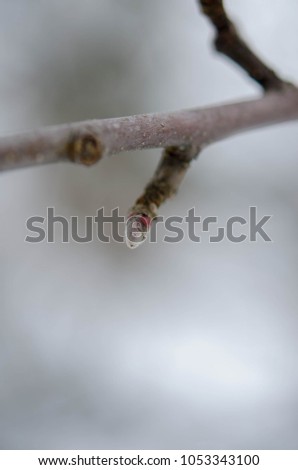 Branches on a cold winter background