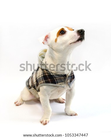 dog with clothes