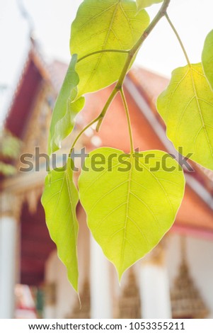 Bo leaf,Bodhi tree leaves with blur background  of monastery.