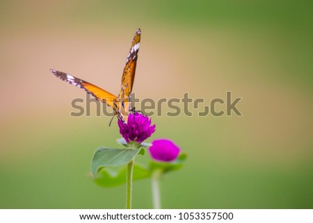 Danaus chrysippus, also known as the plain tiger or African monarch, is a medium-sized butterfly widespread in Asia and Africa. It belongs to the Danainae subfamily of the brush-footed butterfly famil