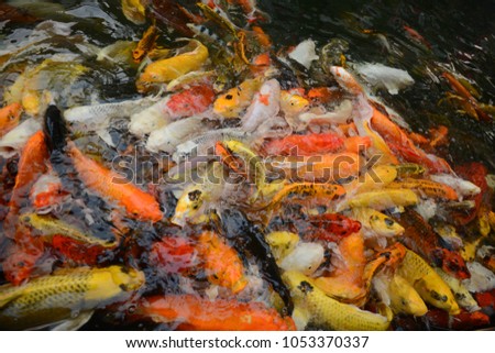 Thailand fish call Carp or Koi fish colorful swimming in the pond