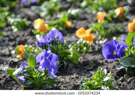 A field of pansies with dirt in the sun