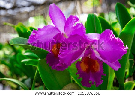 Beautiful flower of a purple orchid growing in the garden on a background of other flowers. For use in a postcard, advertising. Thailand.