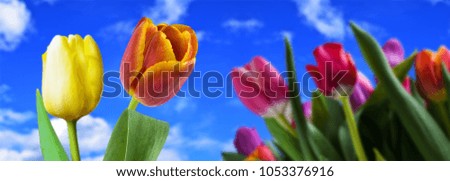 Bouquet of multicolored tulips on background the blue sky. Selective focus.
