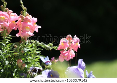 Antirrhinum majus, Pink snapdragon flower plant in a green garden.
