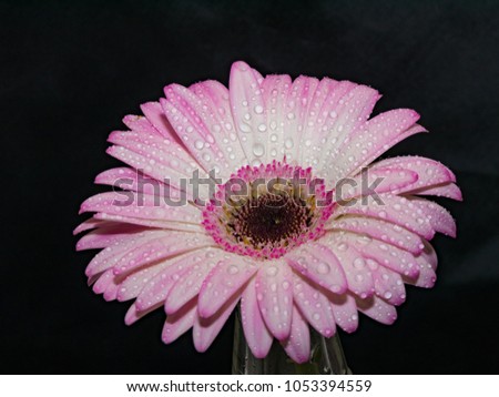 Beautiful  Gerbera flower with water drops. Macro photography of gerbera flower. Selective focus