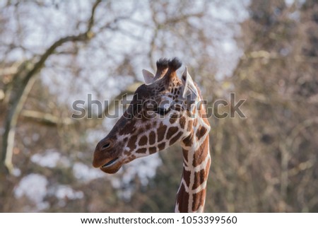 a giraffe in the zoo