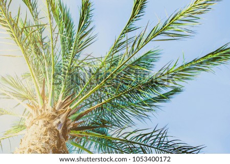 palm tree view from below on blue sky background in summer on a sunny day