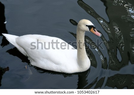 nice white swan