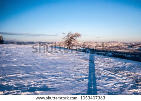 winter morning on Ochodzita hill above Koniakow village in Beskid Slaski mountains in Poland with snow, isolated tree, hills on the background and blue sky