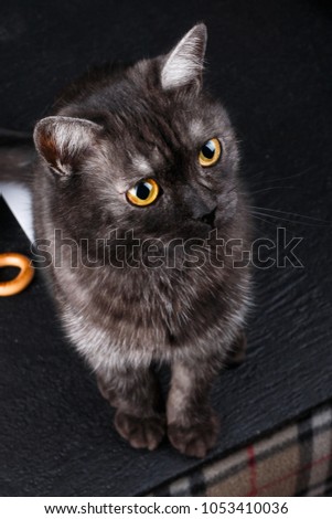 Portrait of a beautiful healthy British Scottish cat on a dark background. wheat