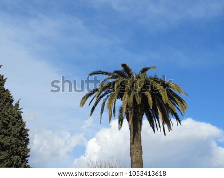 View of palm trees with blue sky and some clouds in the background 