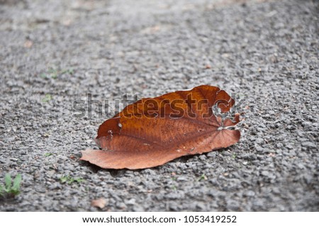 A leaf on the ground during fall season