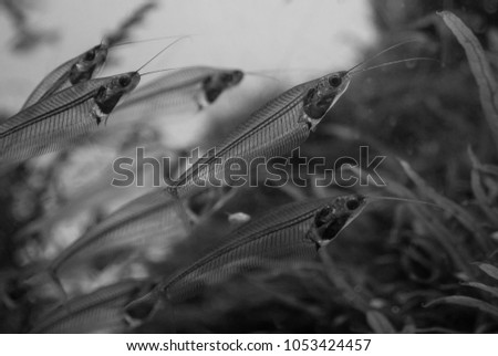 The  asian glass catfish in an aquarium . Royalty-Free Stock Photo #1053424457