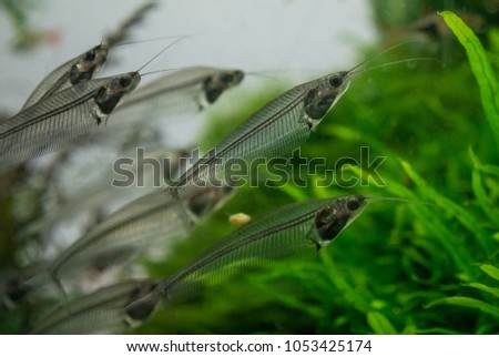 The  asian glass catfish in an aquarium . Royalty-Free Stock Photo #1053425174