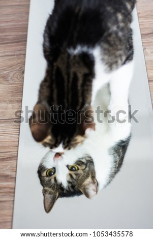 Cat stand on mirror and look down. Reflection in mirror.