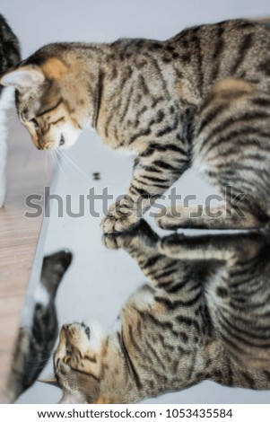 Cat stand on mirror and look down. Reflection in mirror.