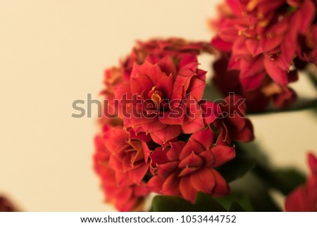 Kalanchoe blossfeldiana (Calandiva Hayworth, Rosalina Don Juan, Calandiva Taylor, Calandiva Kerr) red flowers, family Crassulaceae.