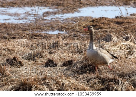 Gray Goose in the nature reserve
