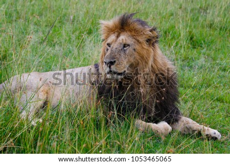 Big lion on african savannah