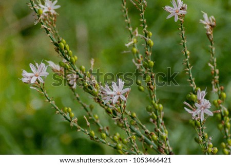 Close up of flowers in nature 